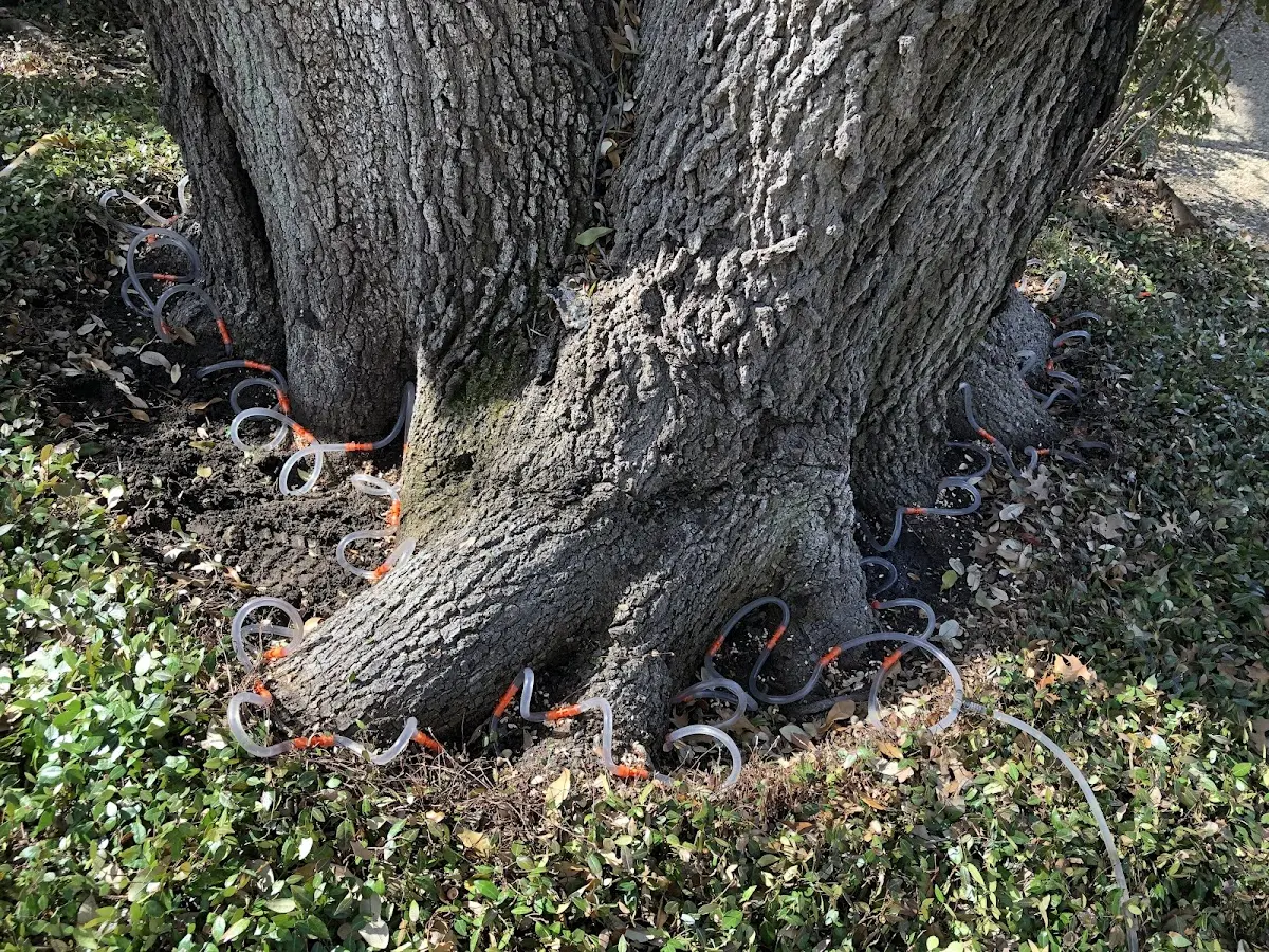 Detailed Tree Cabling and Bracing job site in White Mills