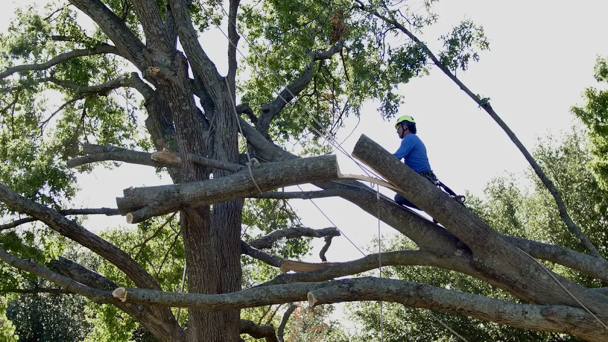 Professional Crown Thinning performed by certified arborists in White Mills