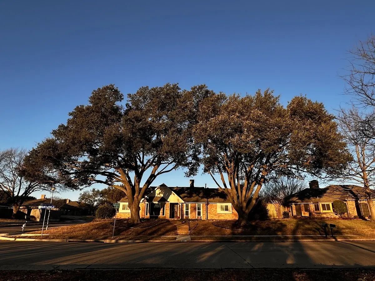 Established residential canopy tree shading a home in White Mills